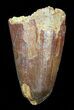 Cretaceous Fossil Crocodile Tooth - Morocco #50249-1